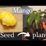 How To Plant A Mango Seed From The Fruit