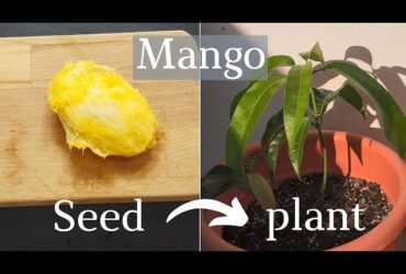 How To Plant A Mango Seed From The Fruit