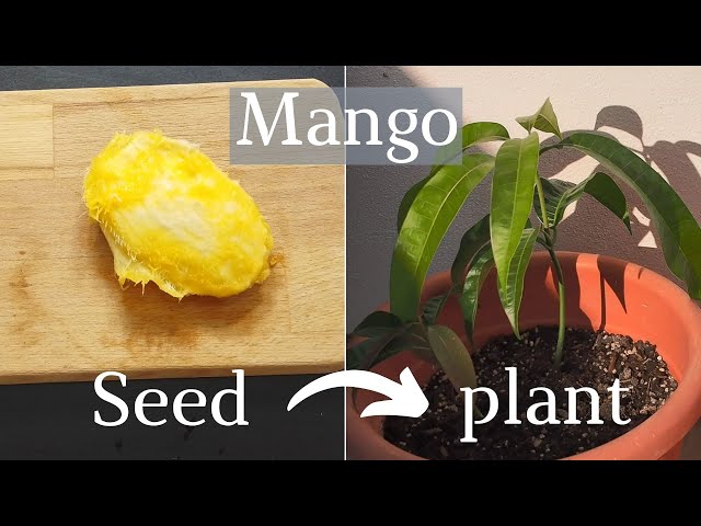 How To Plant A Mango Seed From The Fruit