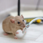 How To Remove Mice From Your Home