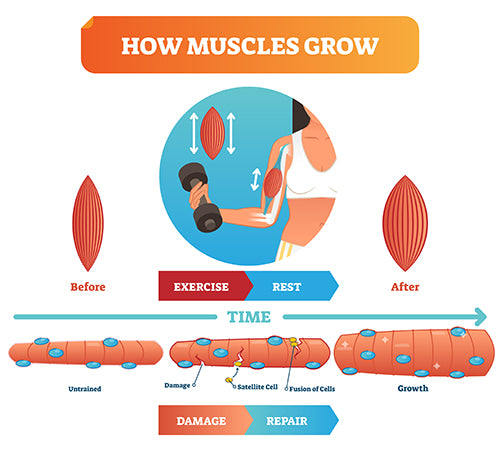 Still Sore After 2 Days Should I Workout? Smart Recovery Tips