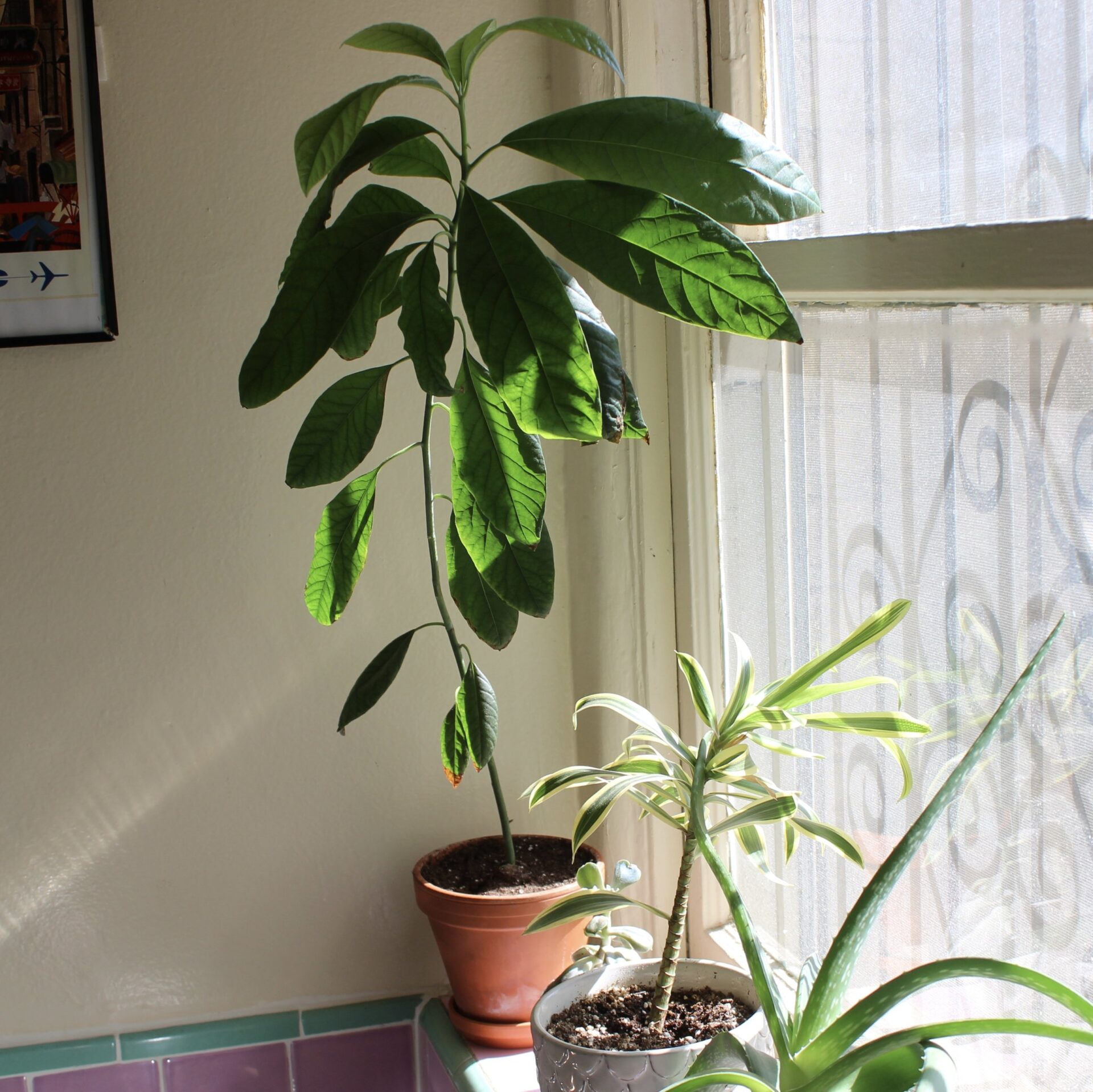 Growing An Avocado Plant From Seed: Easy Success Tips