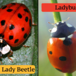 Ladybugs Vs Asian Beetles