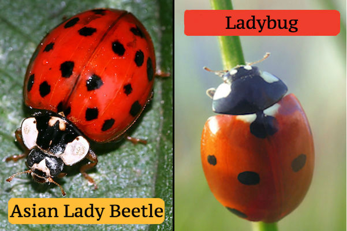 Ladybugs Vs Asian Beetles