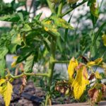 Leaves On Tomato Plants Turning Yellow