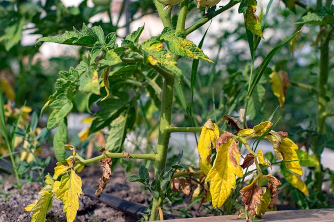 Leaves On Tomato Plants Turning Yellow