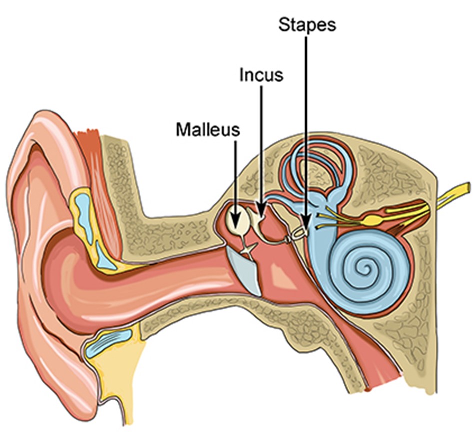 Which Is The Smallest Bone Of Human Body: Unveiled!