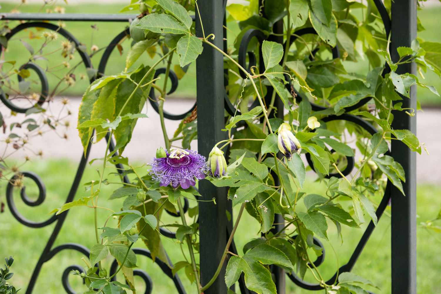 Climbing Vines And Flowers: Elevate Your Garden Aesthetics!