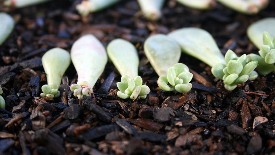 How Do You Grow Succulents From Cuttings: Pro Tips Unveiled