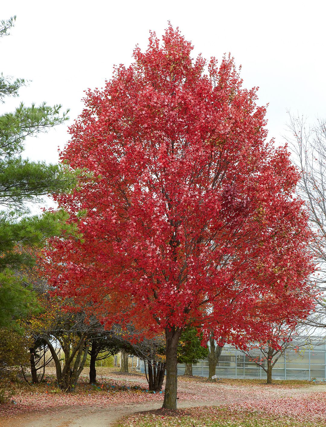 Fastest Growing Tree For Privacy: Lush Oasis Quickly!