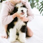 Small Breed Hypoallergenic Dogs