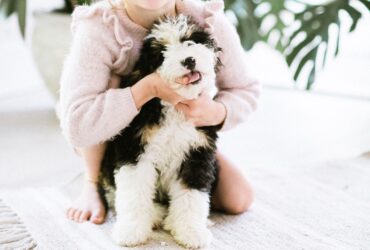 Small Breed Hypoallergenic Dogs