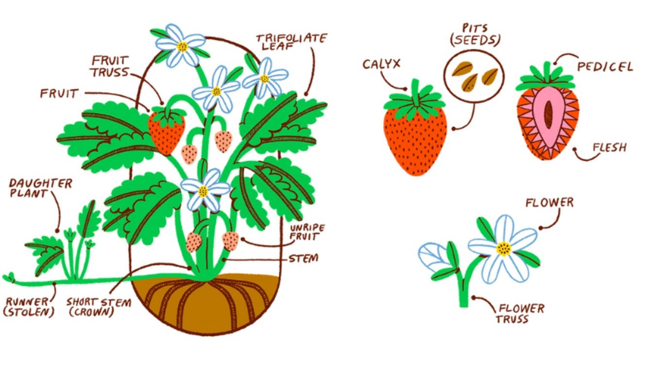 How Do You Grow A Strawberry: Essential Tips For Juicy Success