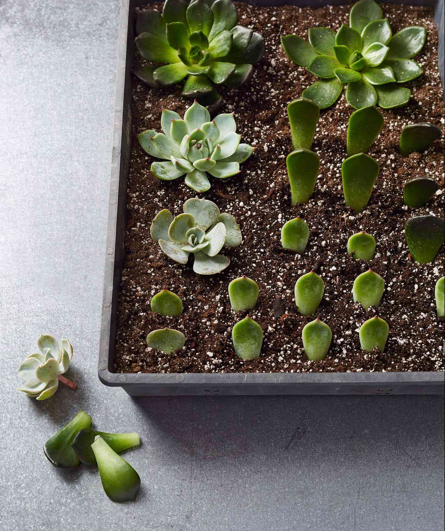 How Do You Grow Succulents From Cuttings: Pro Tips Unveiled