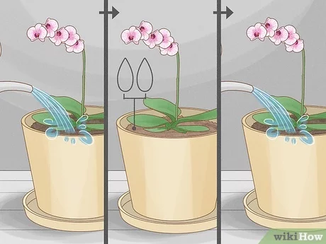 How Do You Take Care Of An Orchid Plant: Essential Tips