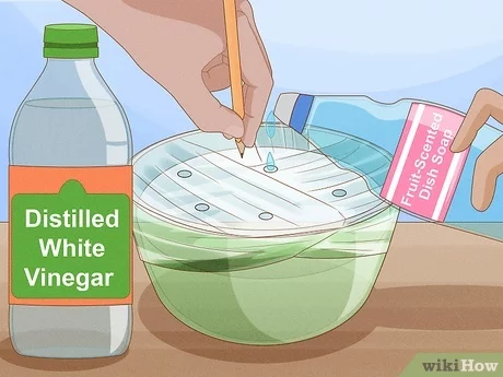 How To Get Rid Of Flies In The House Fast: Proven Tips