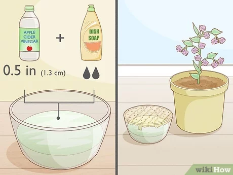 How To Get Rid Of Gnats From Houseplants: Proven Solutions